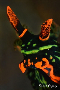 Nembrotha kubaryana by Raoul Caprez 